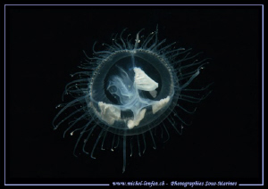 Our Freshwater Jelly... :O).. by Michel Lonfat 
